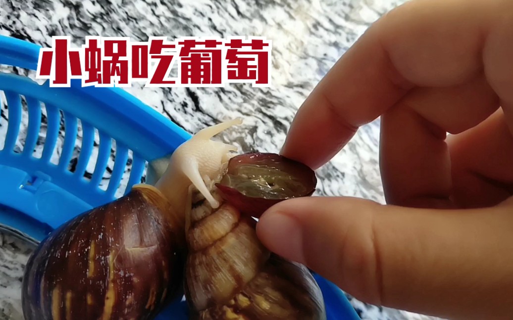 白玉蜗牛小蜗吃葡萄