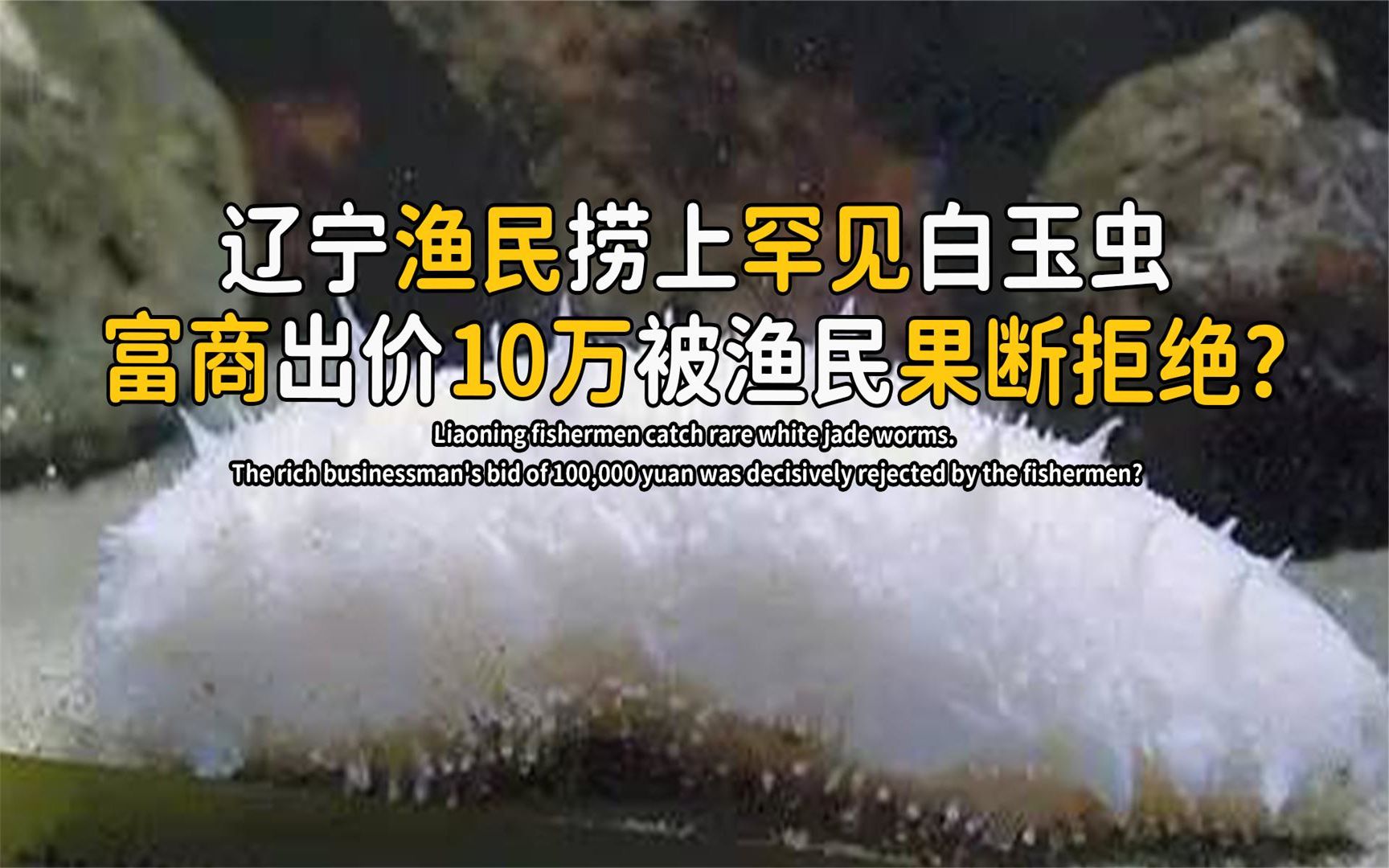 [图]辽宁渔民捕捞上罕见玉虫，通体洁白剔透，富商果断出10万要买走