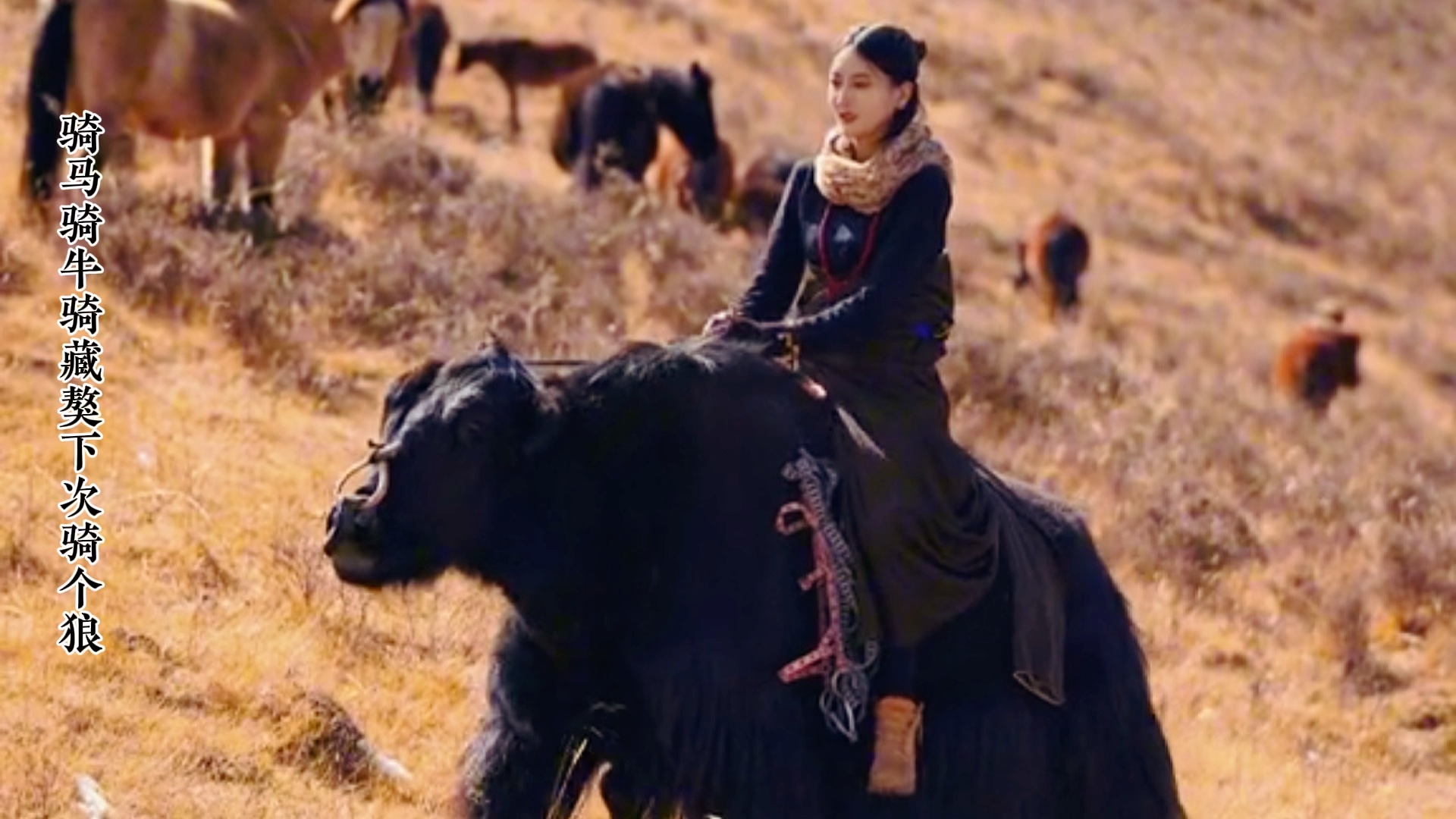 骑马骑牛骑藏獒,下次骑个狼!#骑牛#骑马#骑藏獒#骑狼#藏族#藏族女孩