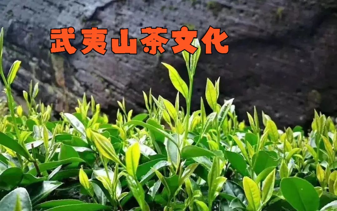 【中国茶文化】简单说说武夷山茶文化
