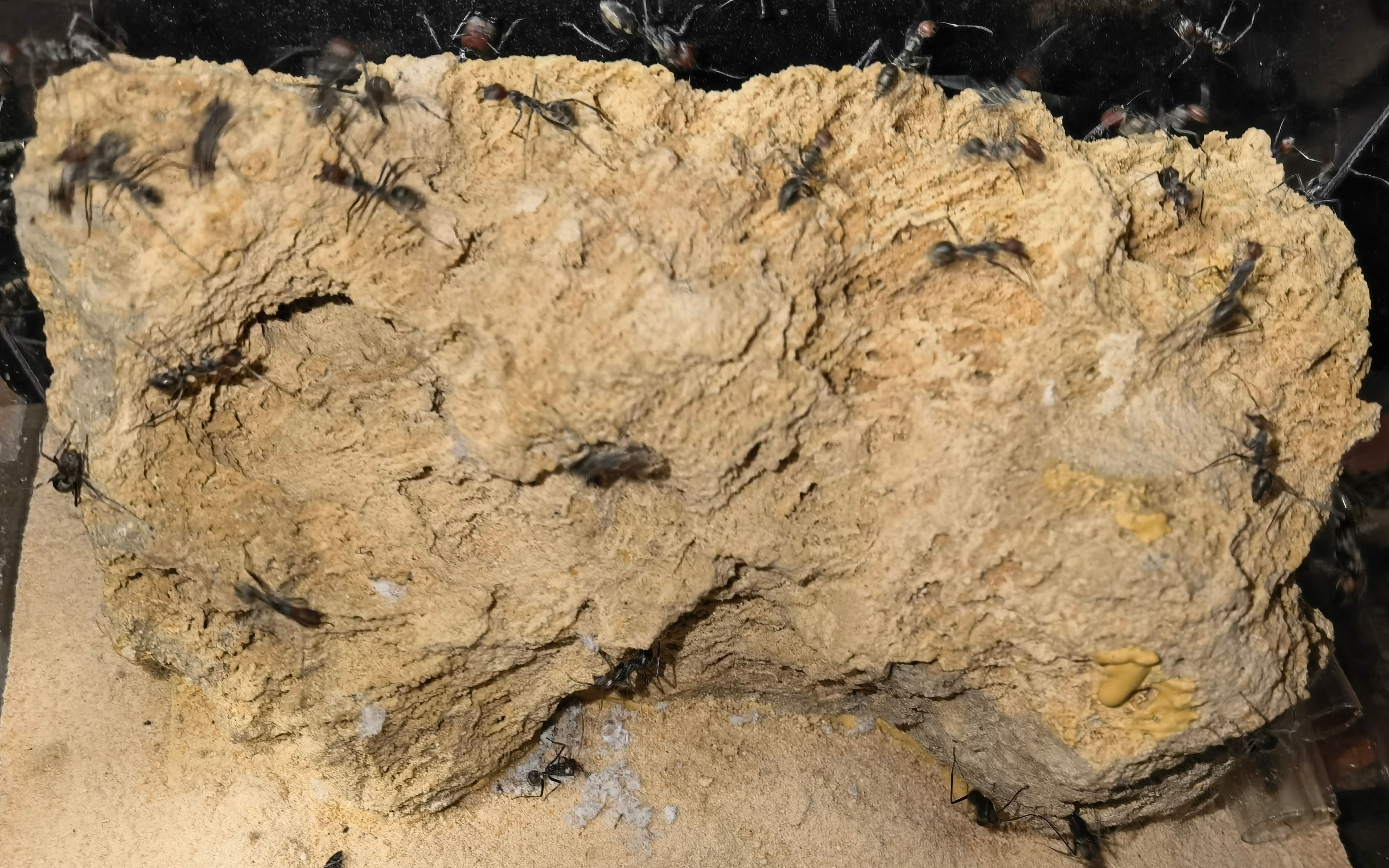 开箱红头弓背蚁,我开了一整天你信吗?没认出蚁后你信吗? 尴尬