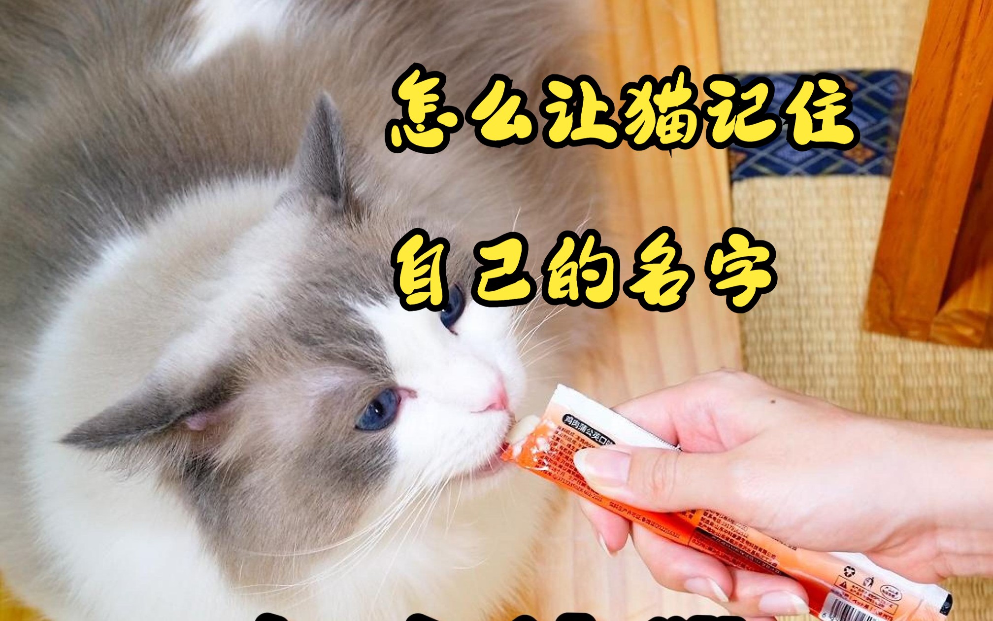 怎么让猫记住自己名字哔哩哔哩bilibili