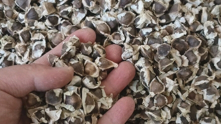 云南辣木籽,印度带边籽,现场实拍原籽