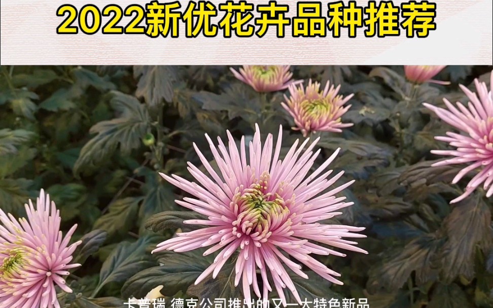 切花菊'卡普瑞'新优花卉品种推荐哔哩哔哩bilibili