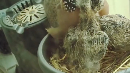 珠颈斑鸠喂食好怪啊看得我密恐要犯了