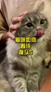 Скачать видео: 猫咪如何看待摸头杀？