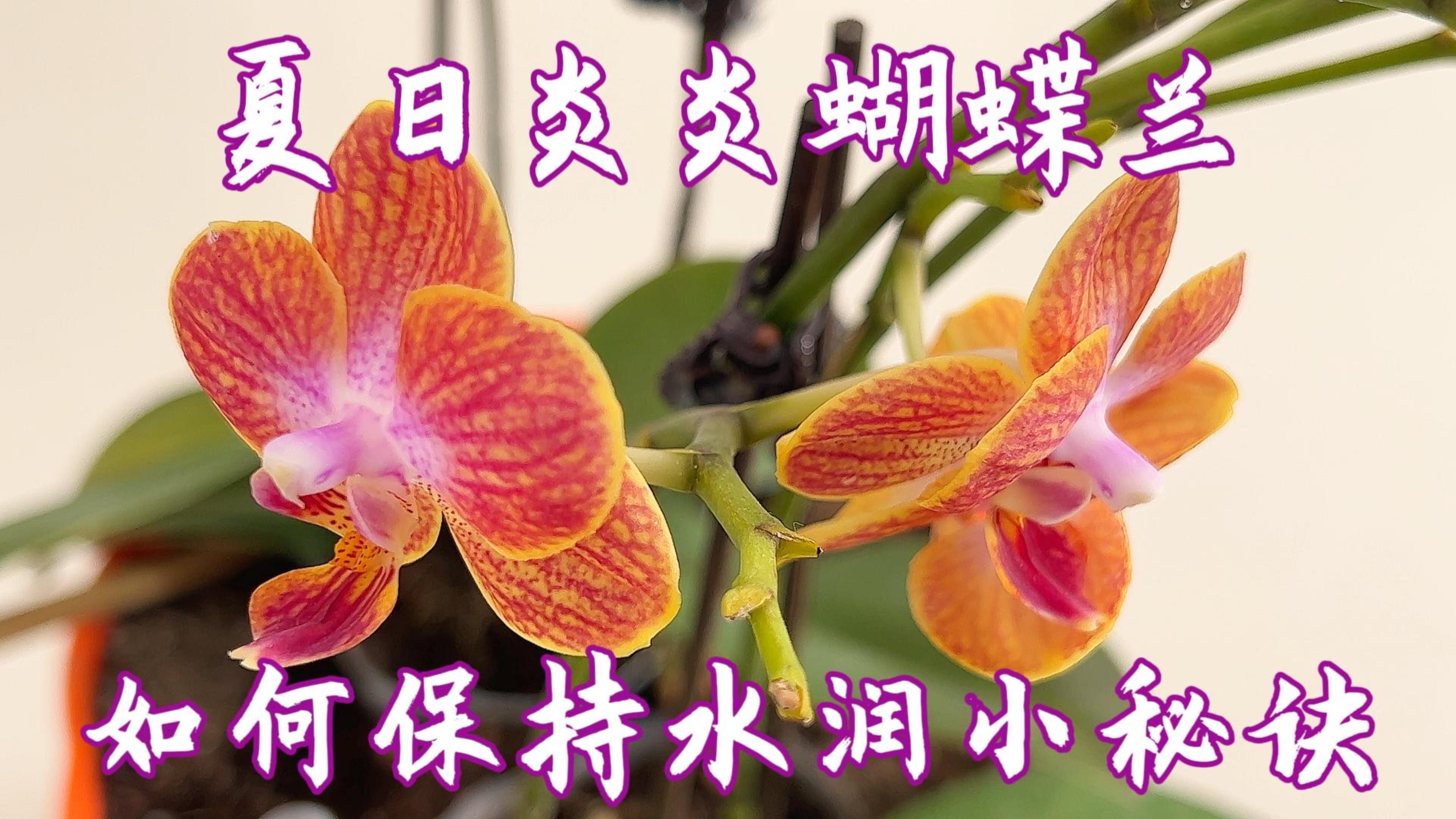 告别黄叶烦恼,蝴蝶兰喝水有讲究,你做对了吗?