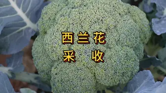 Download Video: 西兰花从种植到收获，整整90天