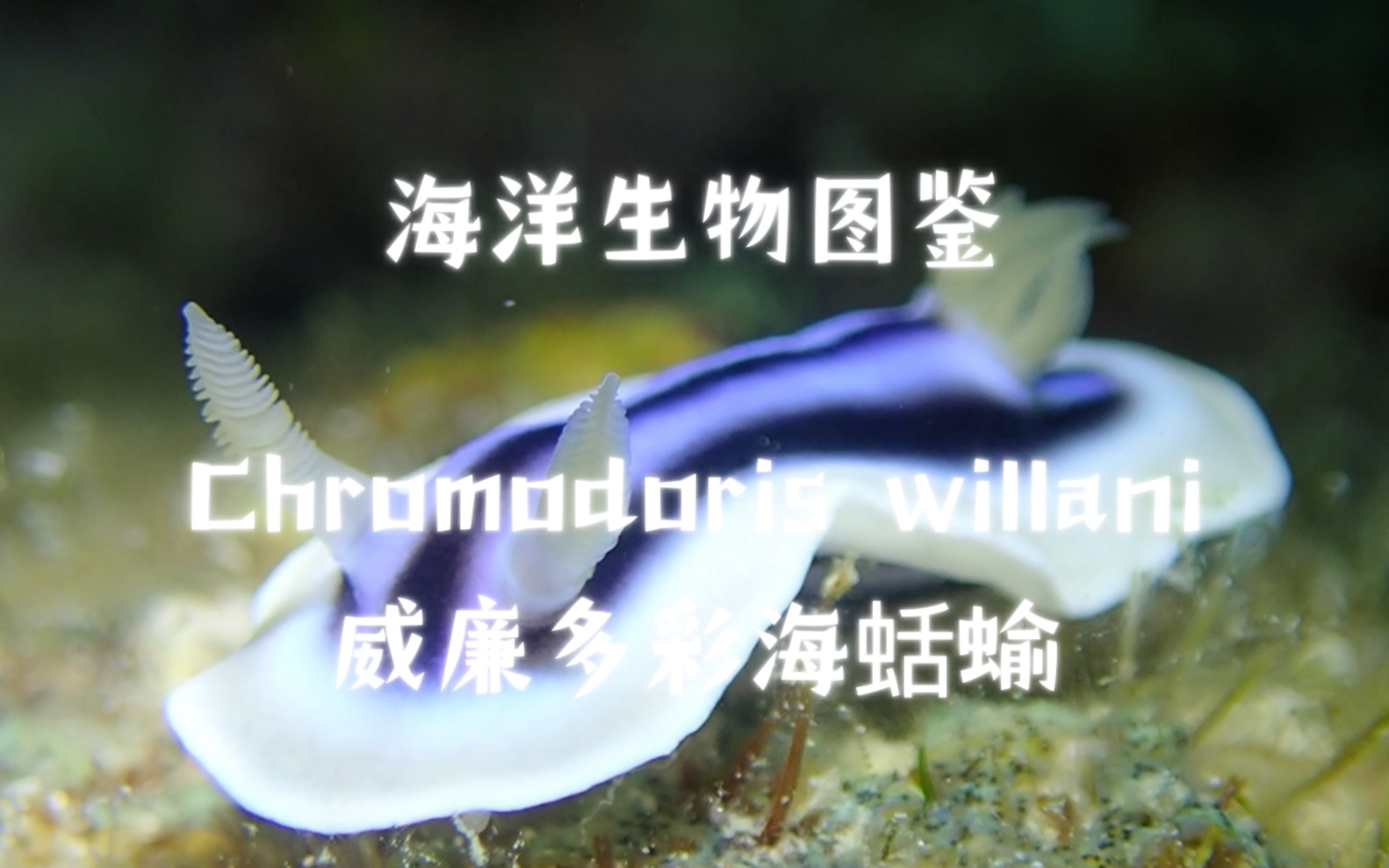 海洋生物图鉴 — Chromodoris willani 威廉多彩海蛞蝓 | 11哔哩哔哩bilibili