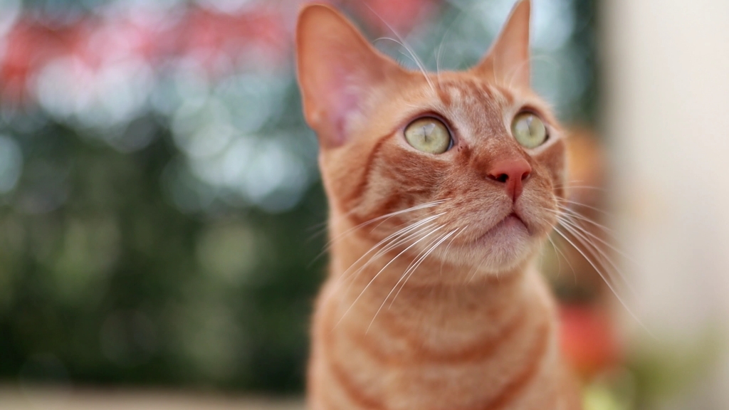 动物观察局 可爱的橘猫