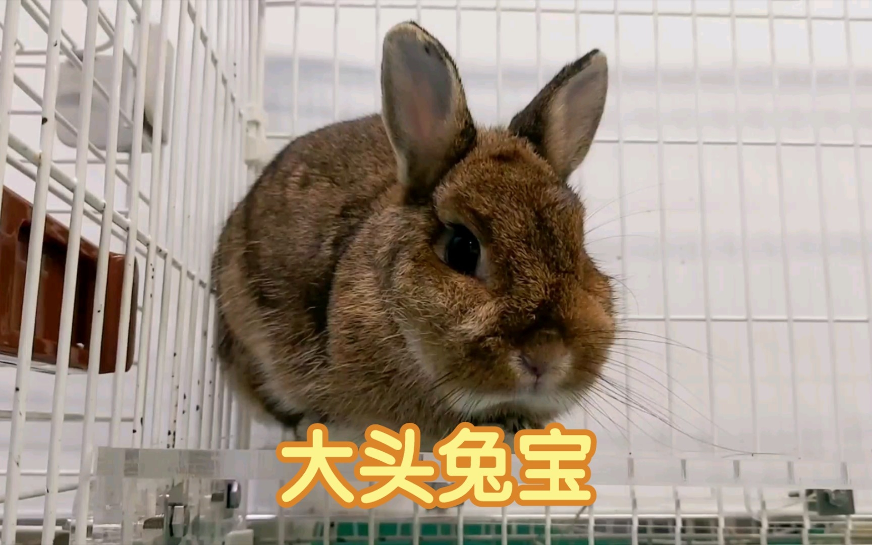 【侏儒兔】母鸡蹲