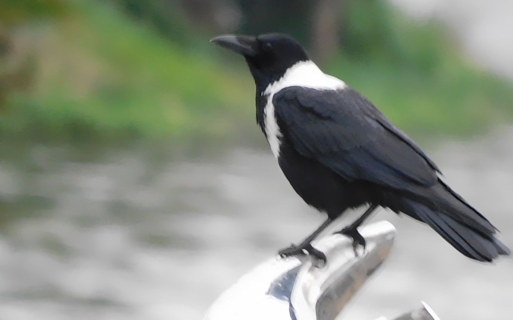 阴雨天的白颈鸦