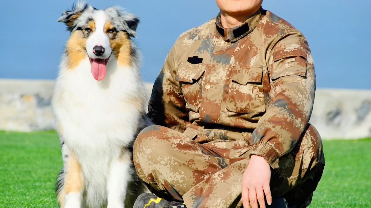 我是澳大利亚牧羊犬"精神小伙",我为自己代言!_哔哩哔哩_bilibili