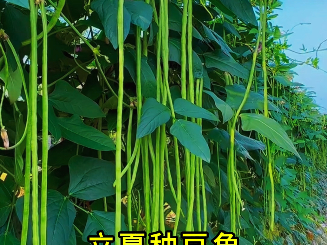 蔬菜种植时间表哔哩哔哩bilibili