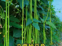 Download Video: 蔬菜种植时间表