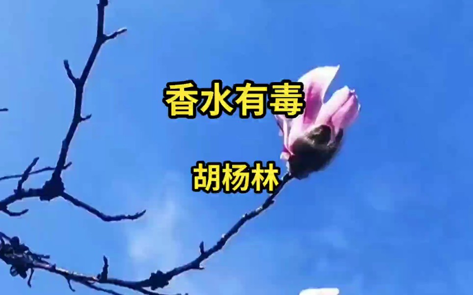 胡杨林《香水有毒》完整版!哔哩哔哩bilibili