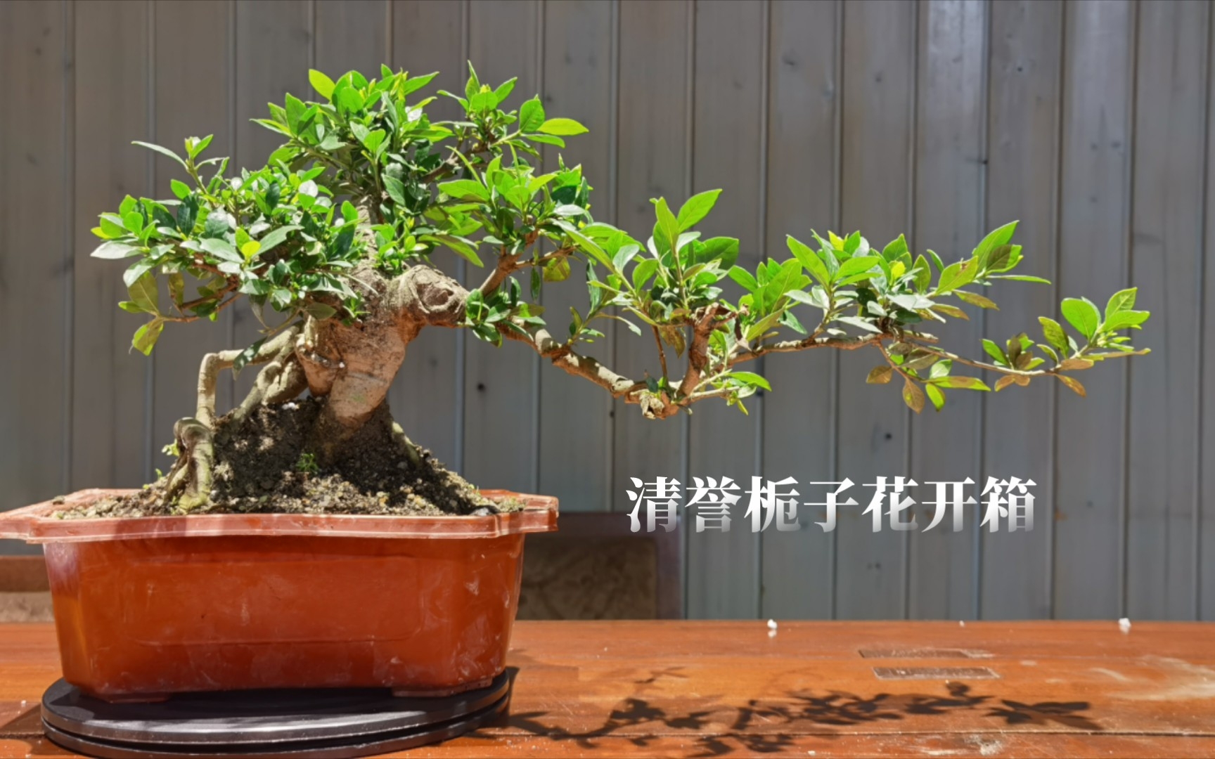 清誉栀子花开箱---秋河闲录
