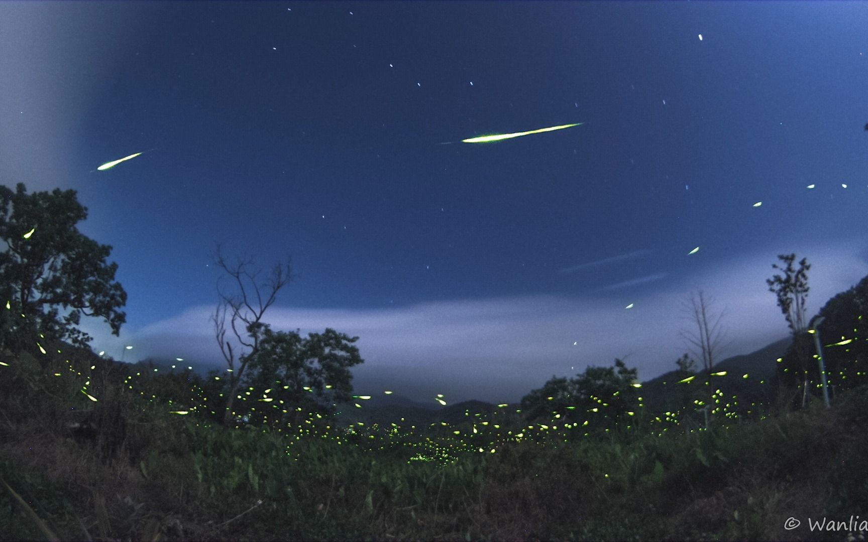 初夏夜晚,月下萤火飞舞