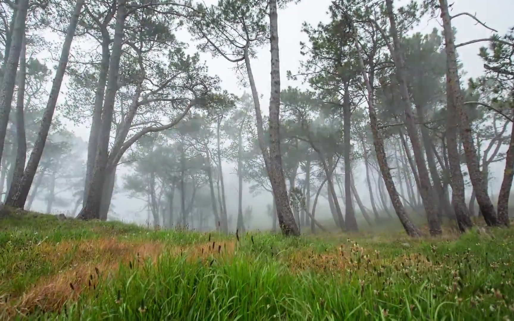 [图]【最美马德拉群岛】This Is Madeira Island（第三季）