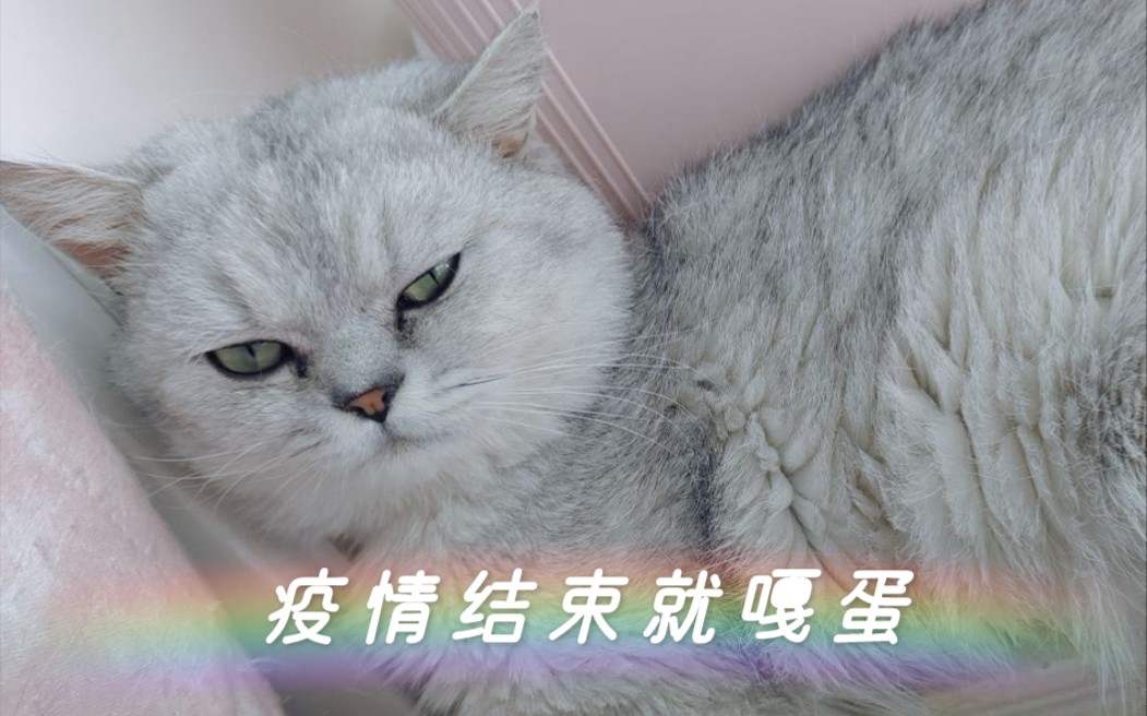 给小公猫看“公猫慎入”的视频哔哩哔哩bilibili