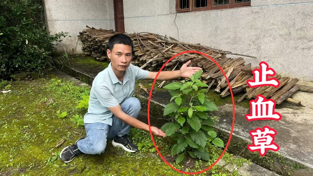 妇科止血草药图片大全图片