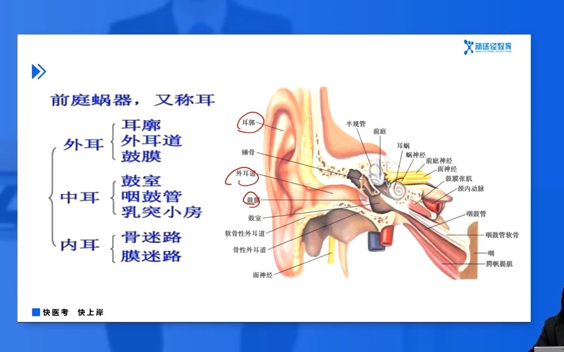 第九章 感觉器官 第三节 前庭蜗器耳解剖学哔哩哔哩bilibili