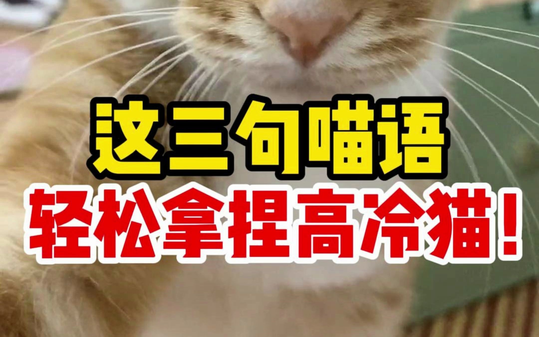 学会这三句喵语,让猫咪知道你很爱它!哔哩哔哩bilibili