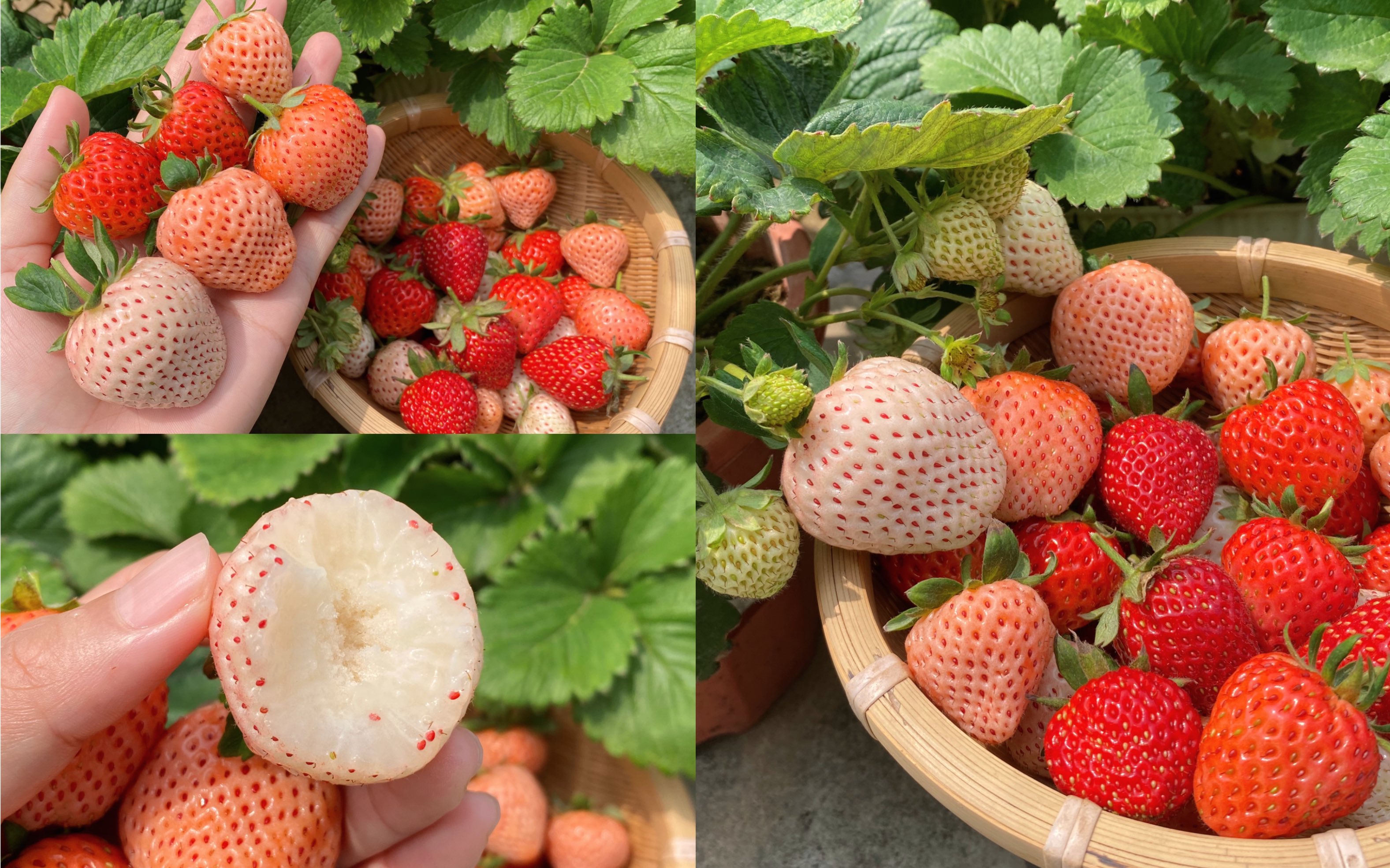 草莓品种分享—梦之芙 |看到后面有彩蛋