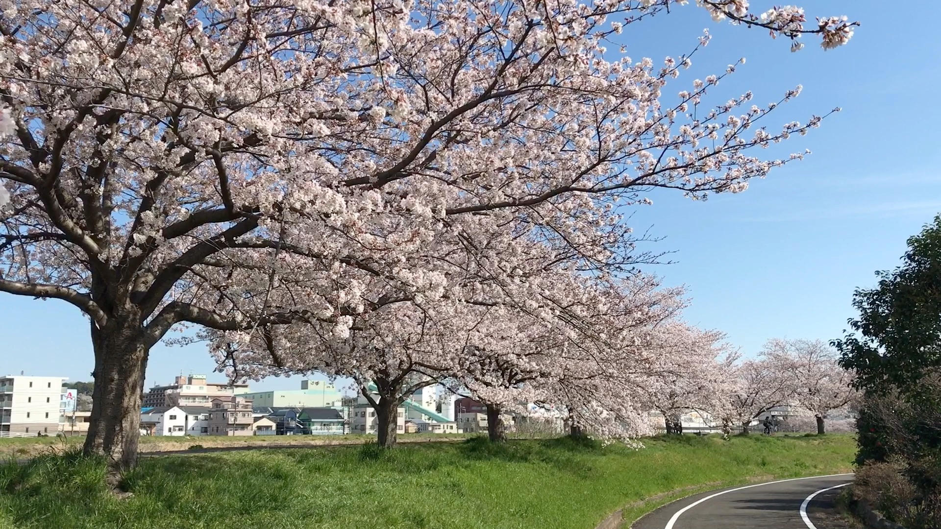 鶴見川 神奈川県 樱花