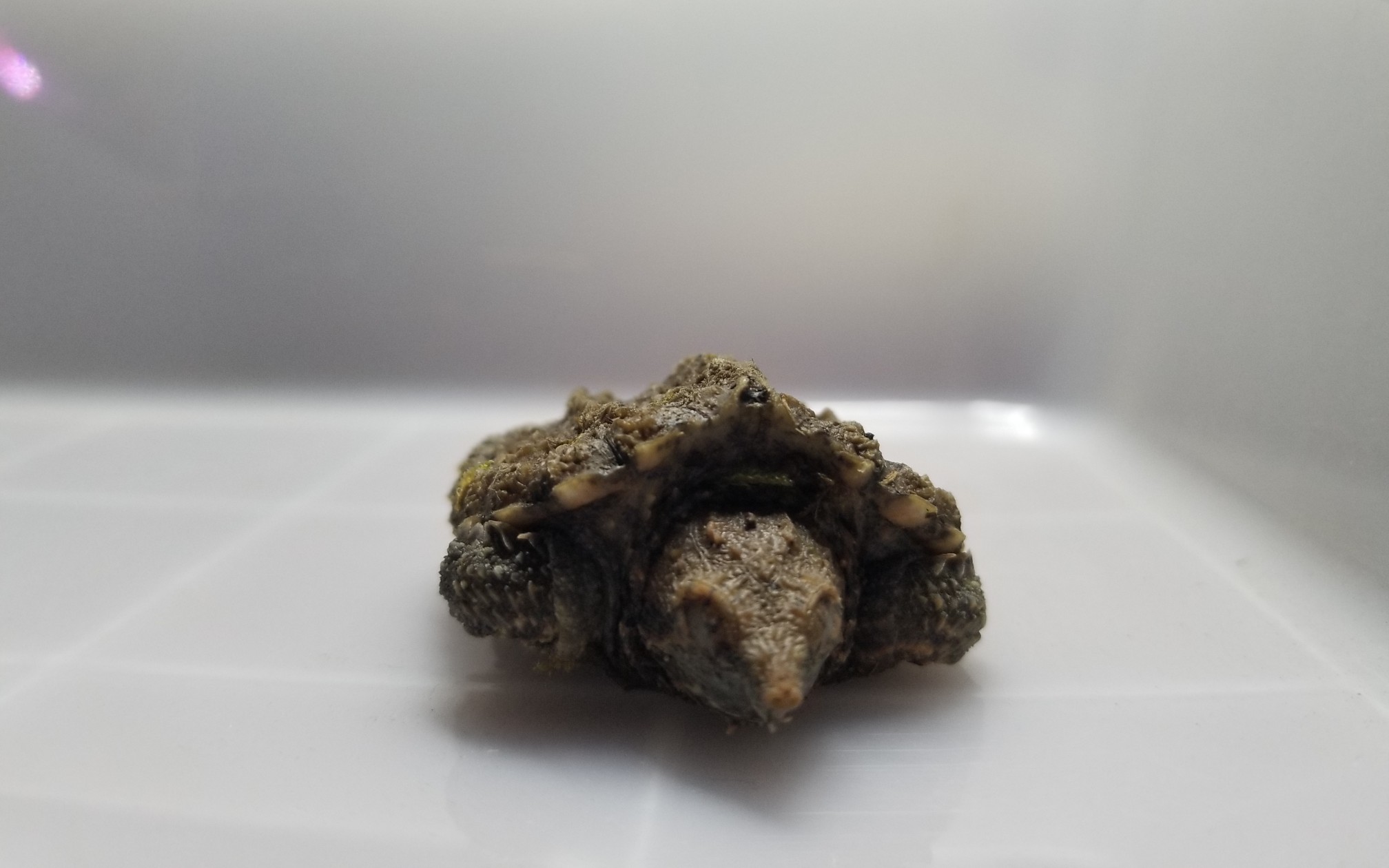 浅肉系大佛杂开箱