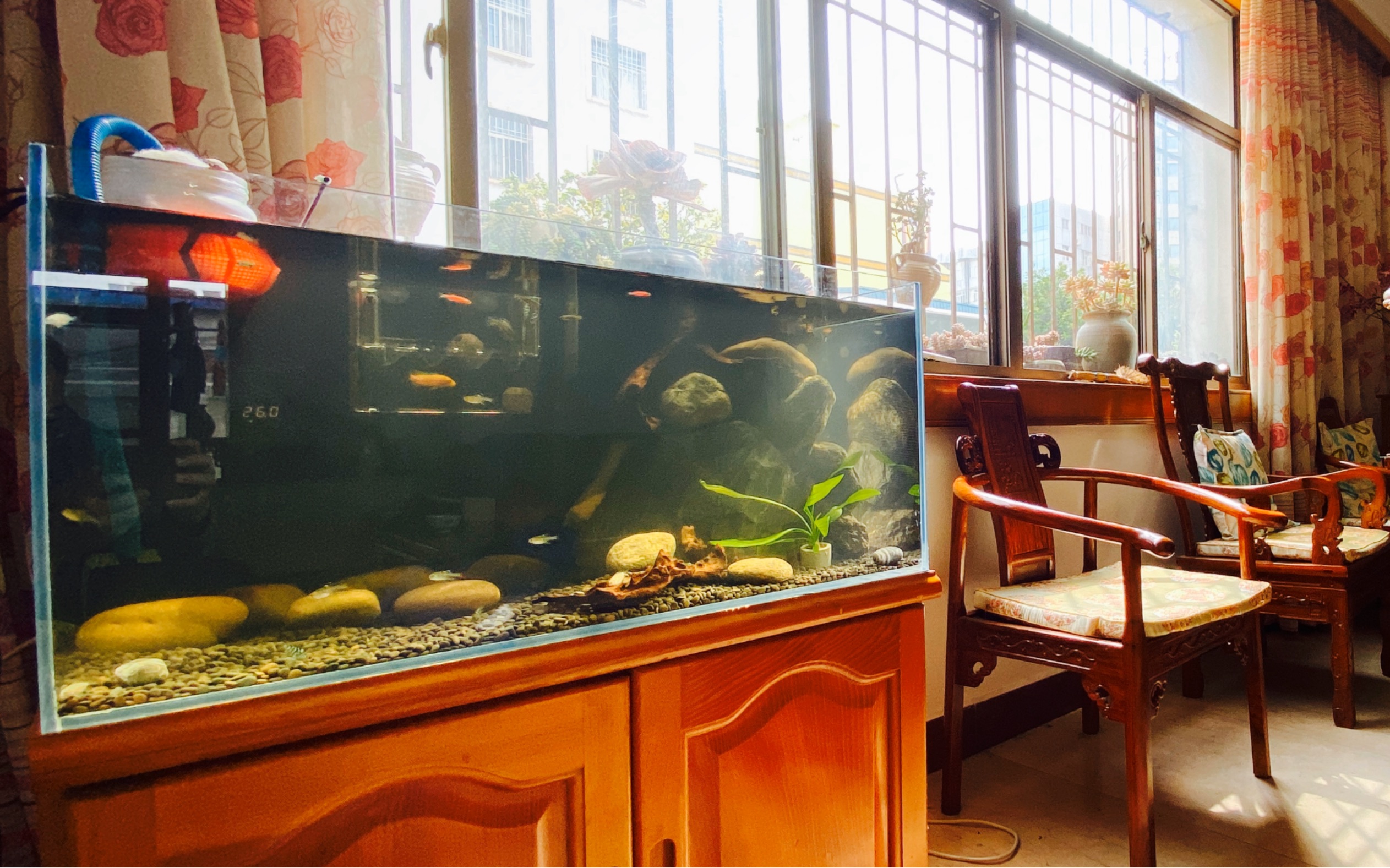 大学生竟然闲不住在家养鱼热带鱼原生缸三湖鱼