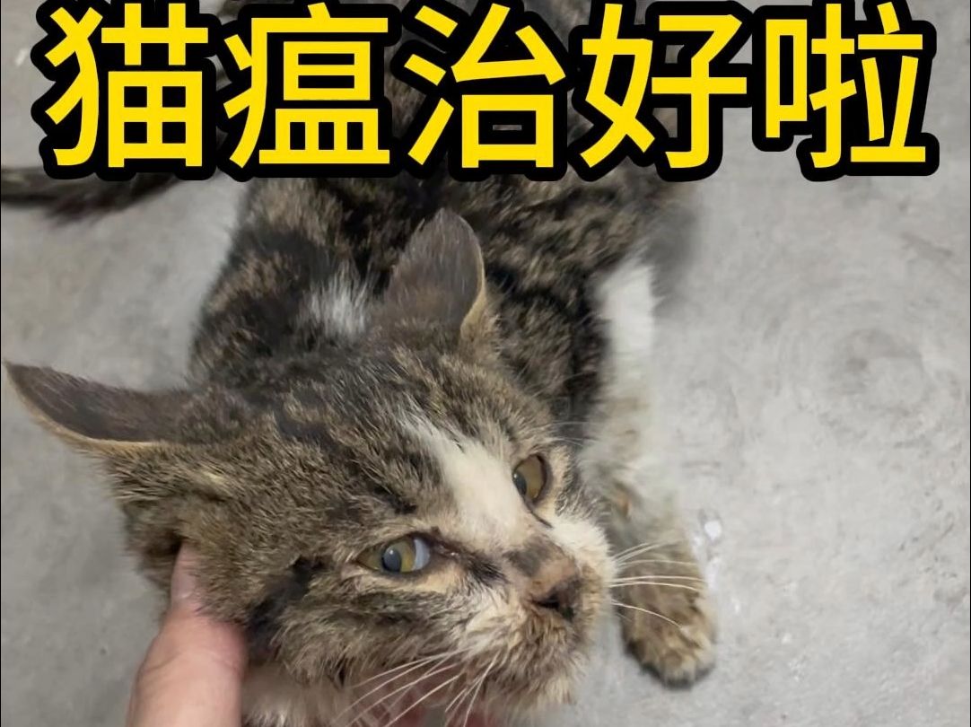 马路牙子的猫瘟治好啦!三天内就可以出院了!