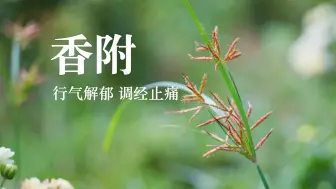 Descargar video: 【香附】莎草，地下藏了一个宝贝！挖出来有大用！