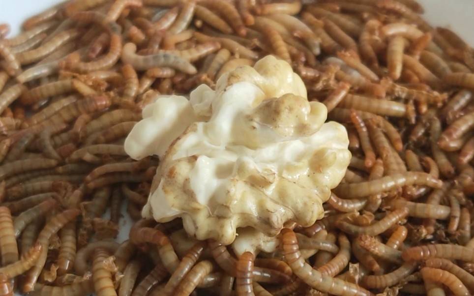 给面包虫扔一个核桃仁,啃食2天,有点出乎意料