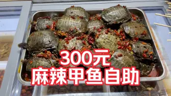 Download Video: 300元一个人，麻辣甲鱼自助，我能吃回本吗？