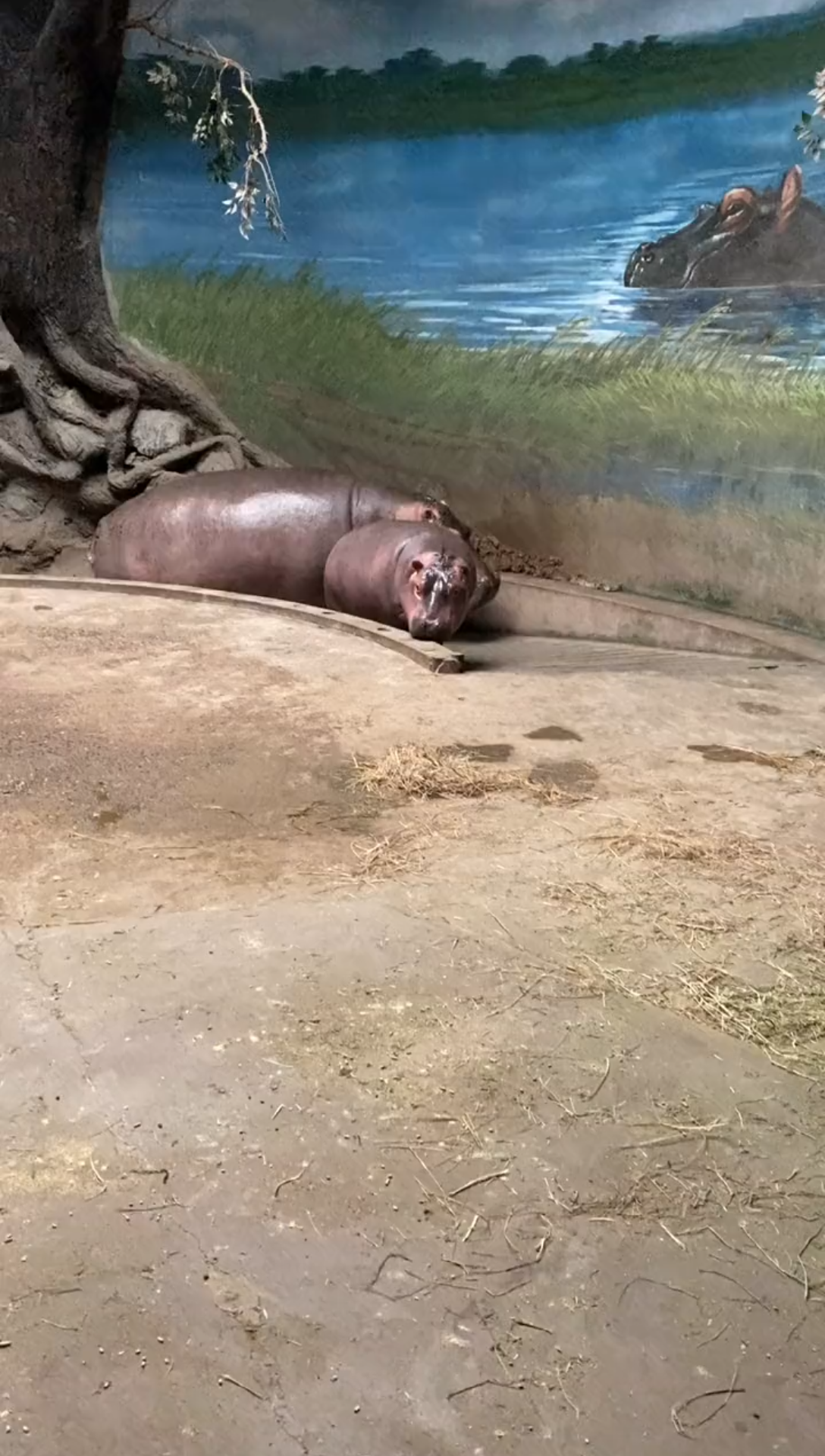 活动  动物园之野生河马