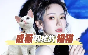 Video herunterladen: 戚薇的德文卷毛猫身价！