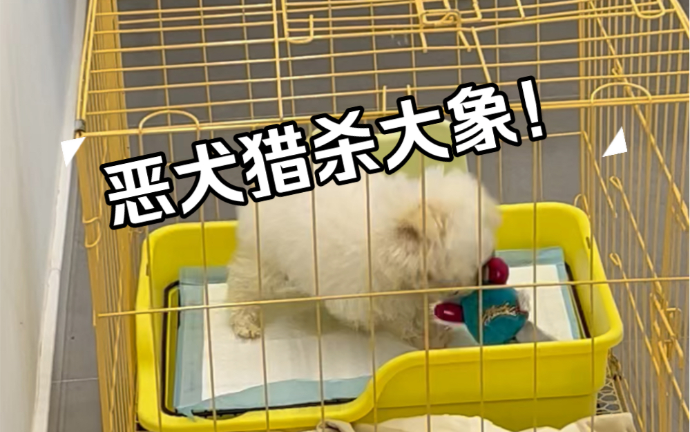 凶猛恶犬猎杀大象的珍贵影像!胆小勿入!哔哩哔哩bilibili