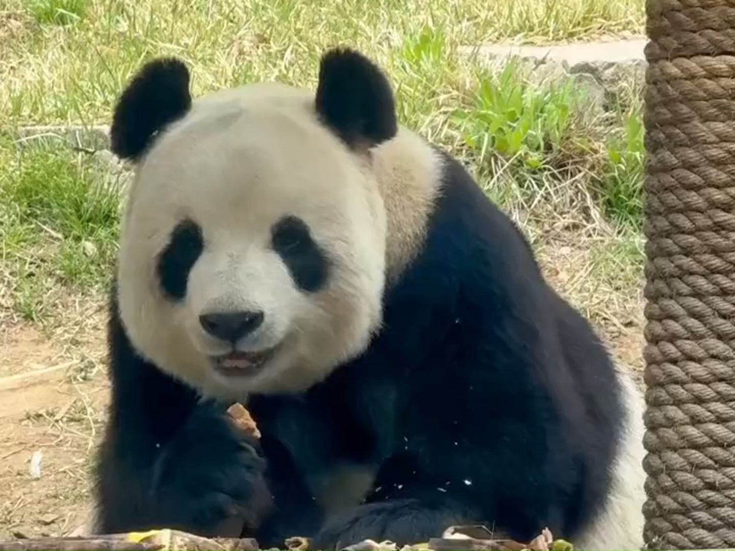 谁说熊猫都长一个样?盘点极具有辨识度高的大熊猫,一眼就能认出来.哔哩哔哩bilibili