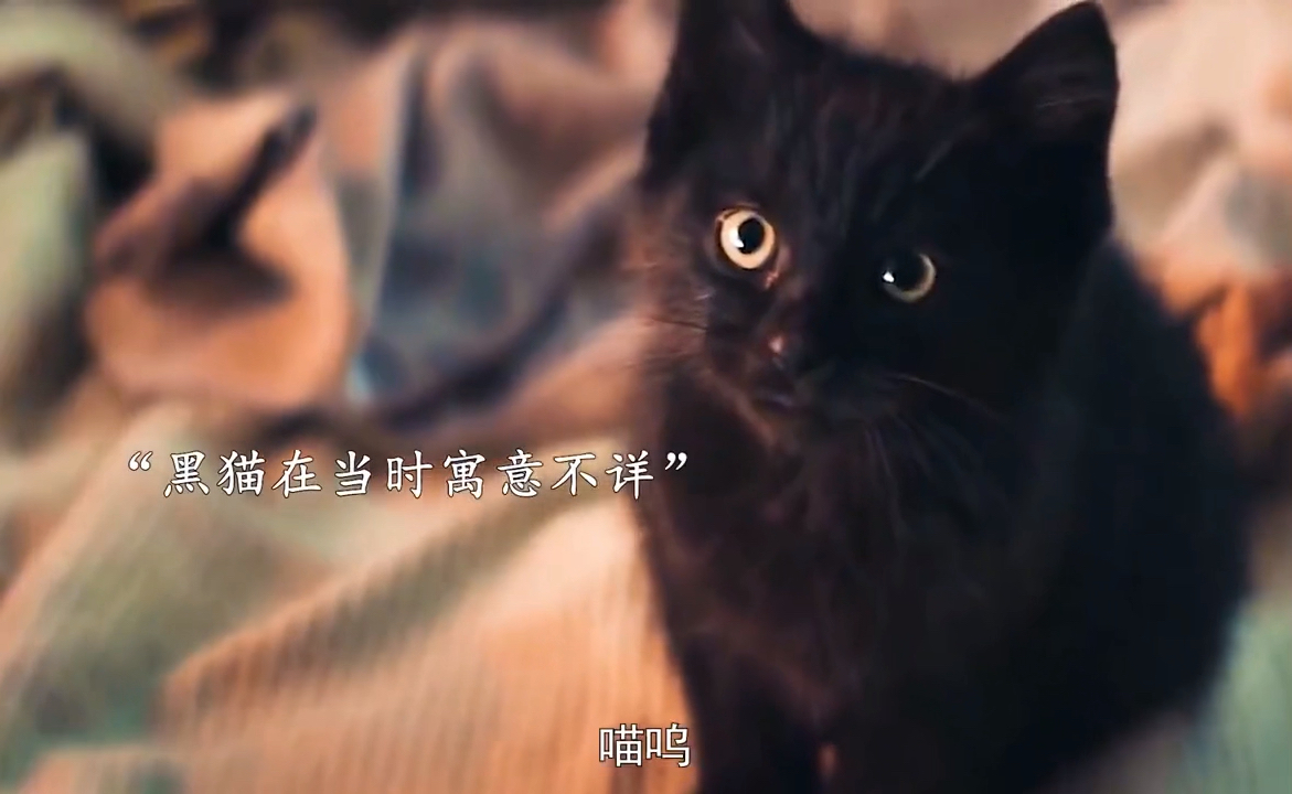 老人领养了一只小黑猫,猫咪每叫一声就会给他带来好运!