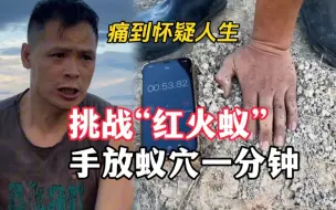 Download Video: 小伙挑战“红火蚁”，把手放入蚁穴上一分钟，被蚂蚁咬痛到怀疑人生