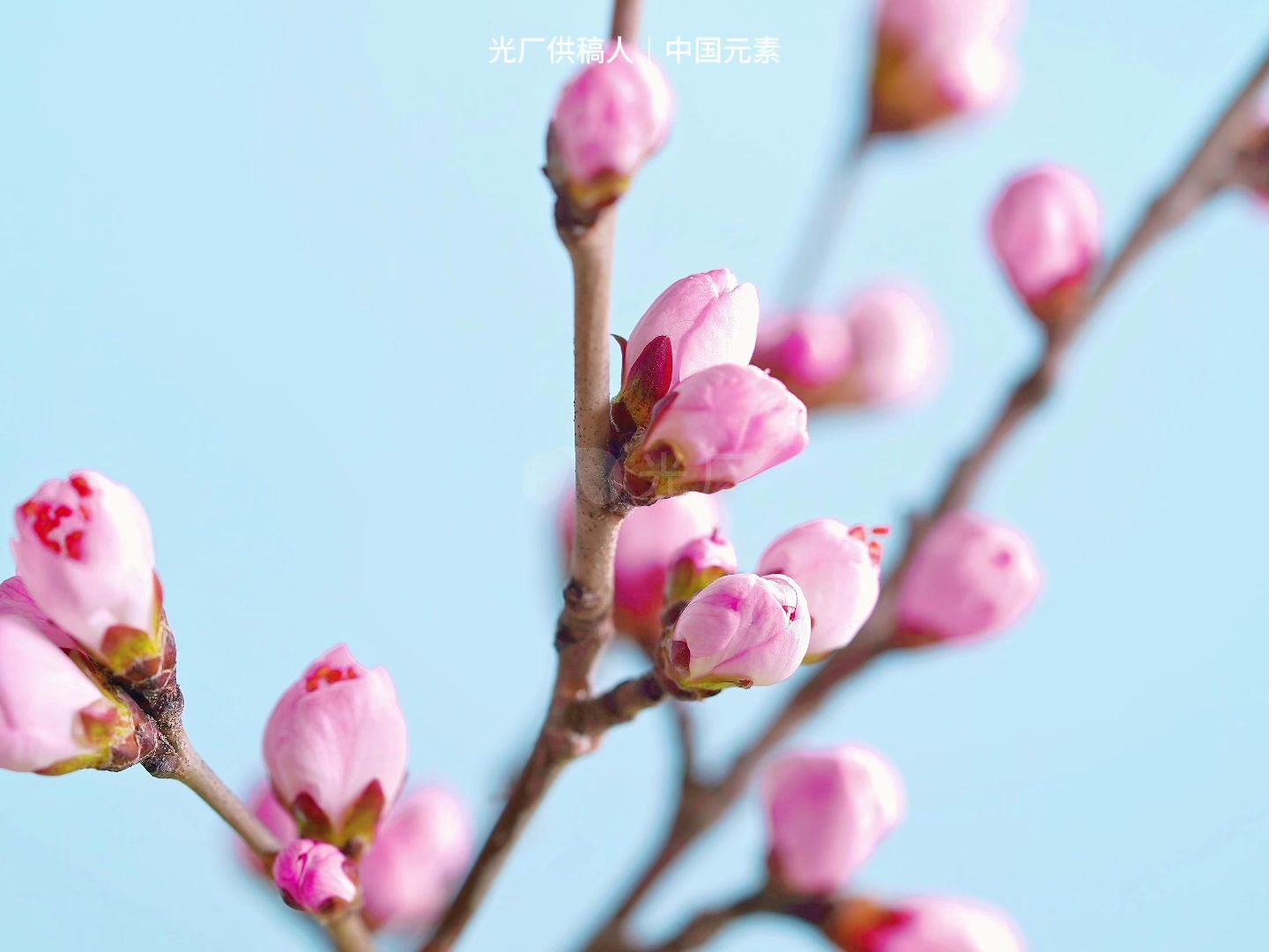 春天冰雪融化种子发芽万物复苏生长延时视频【光厂素材】哔哩哔哩bilibili