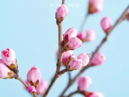 Скачать видео: 春天冰雪融化种子发芽万物复苏生长延时视频【光厂素材】