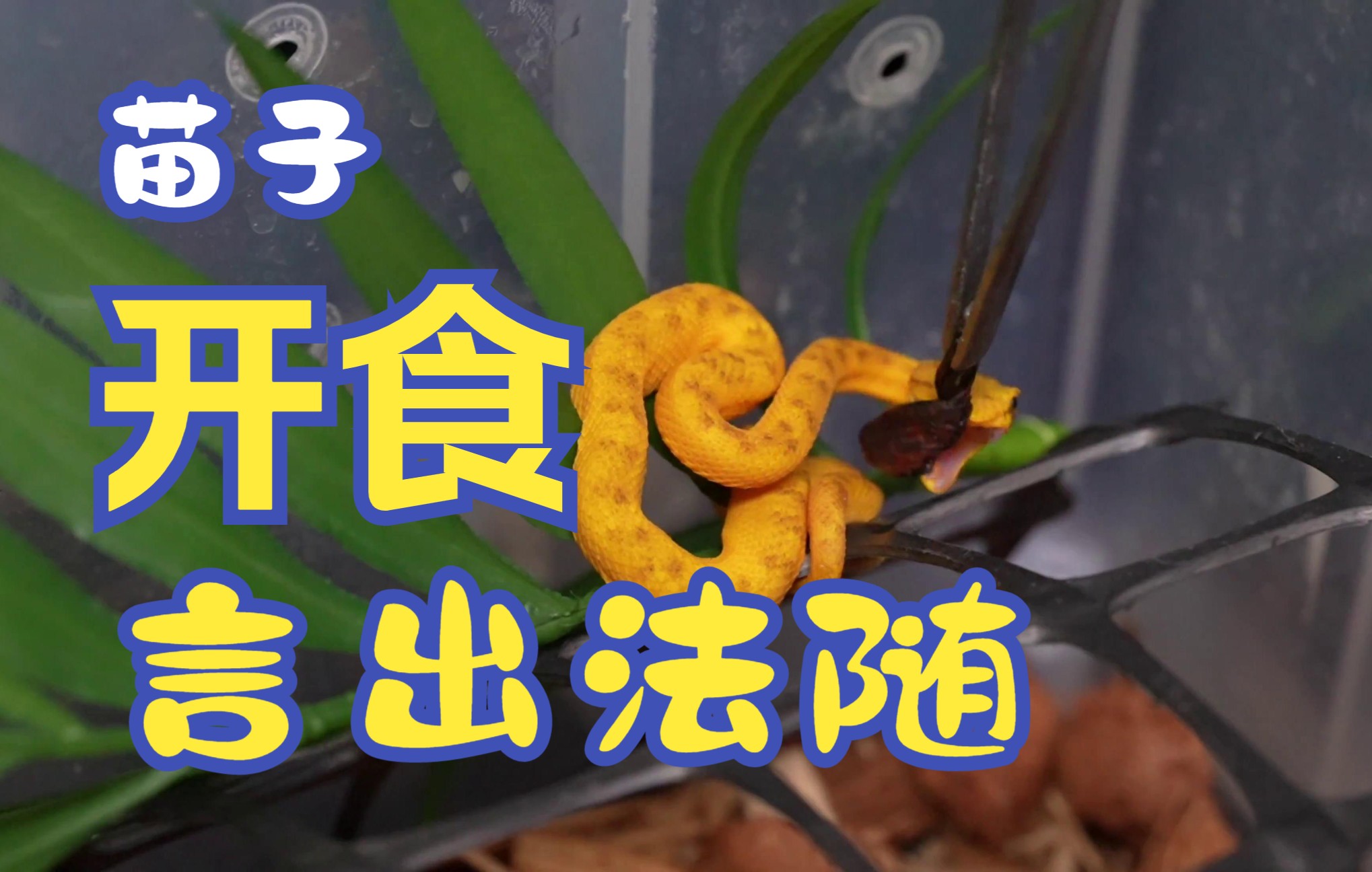 言出法随 | 睫角棕榈蝮