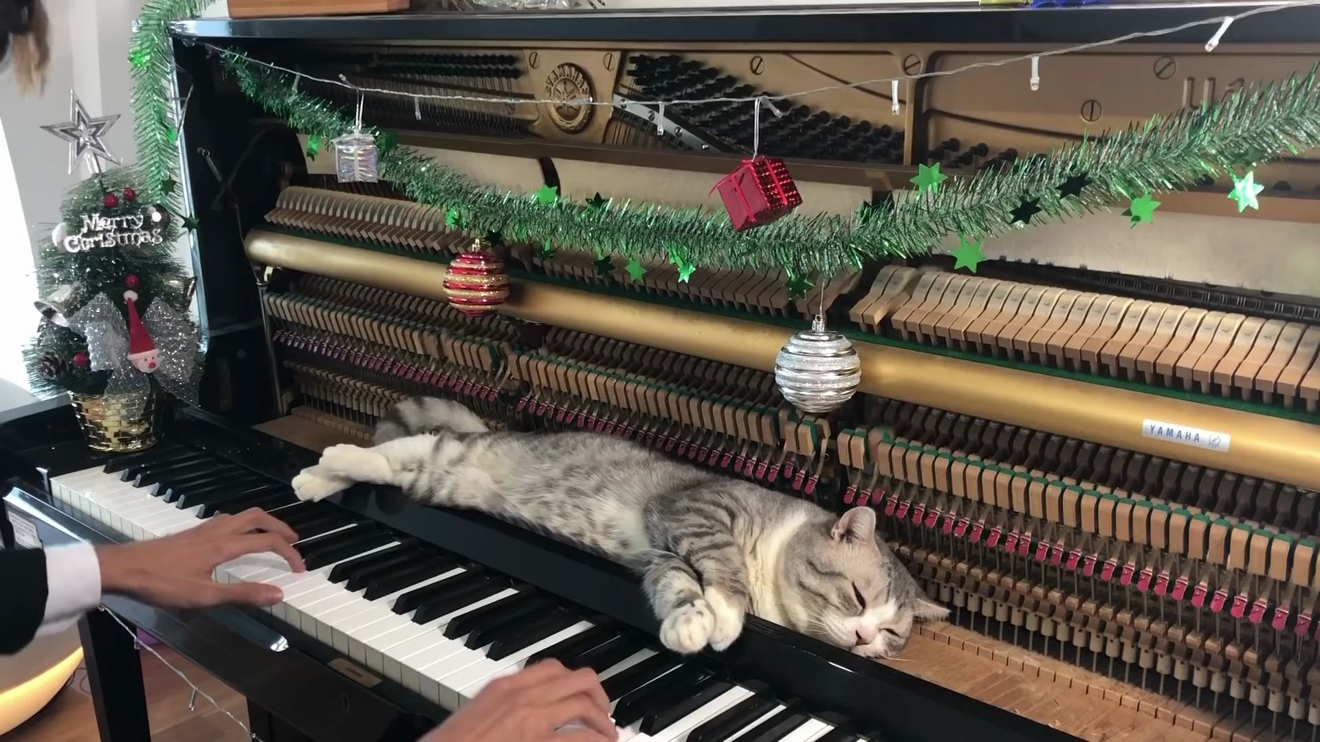 [图]圣诞快乐！We Wish You a Merry Christmas【超会享受的猫】