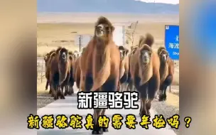 Télécharger la video: 没想到新疆的骆驼还需要年检，还有骆驼驾驶证......