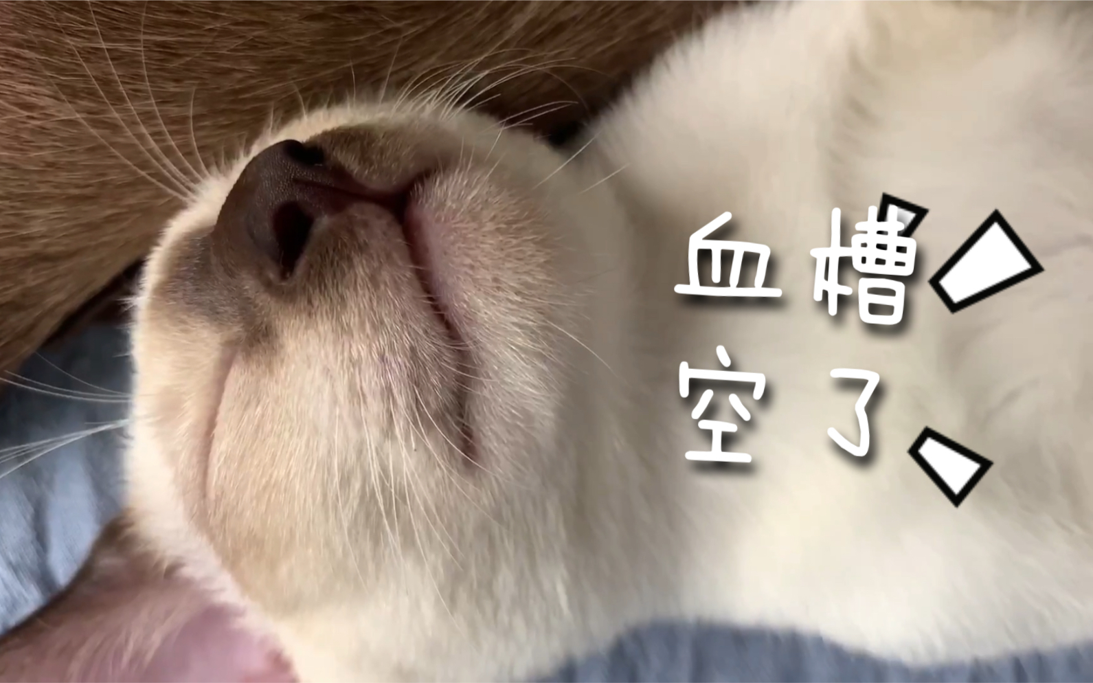 【暹罗猫一一】血槽空了,近距离观察小奶猫睡觉脸.