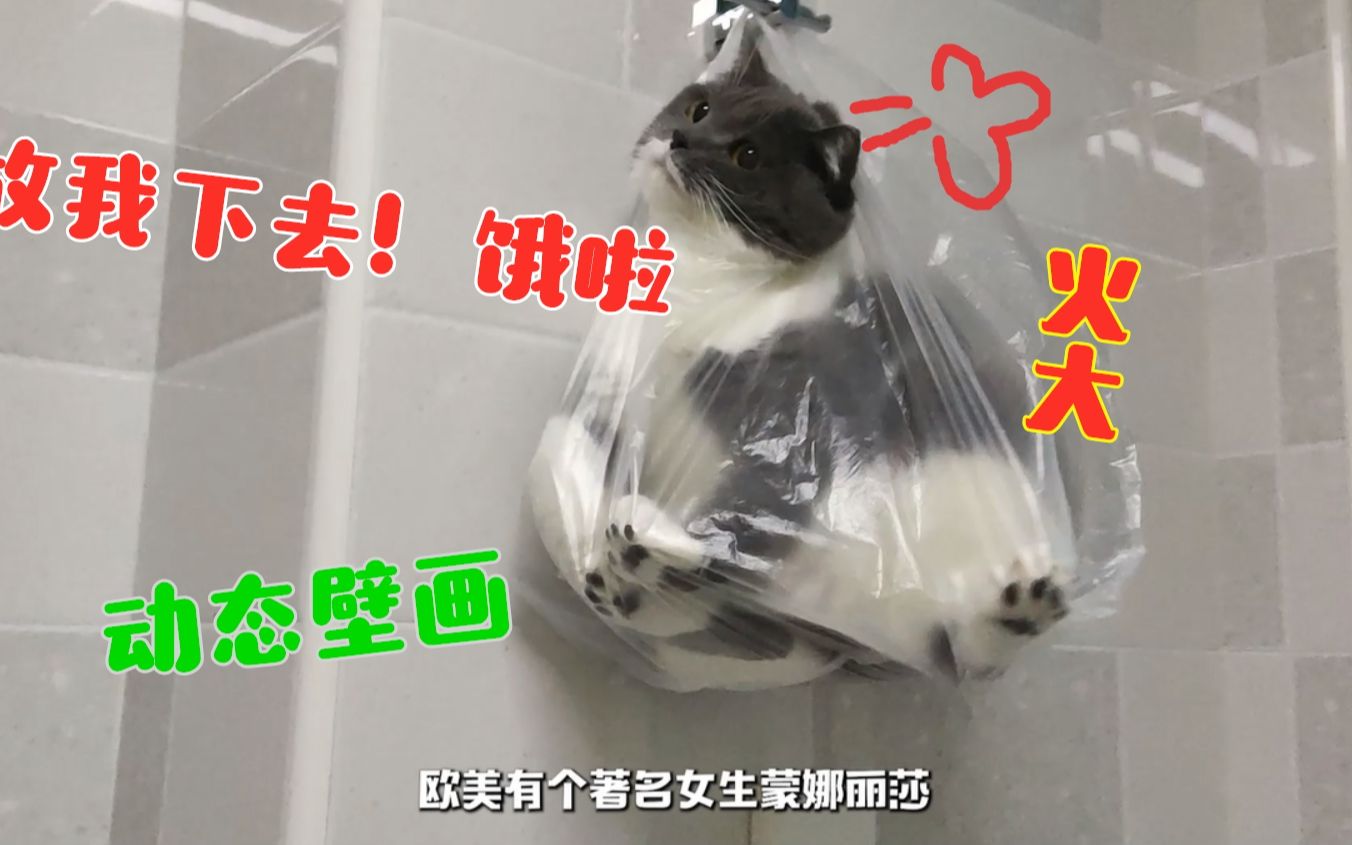 家里猫太多 没办法只能挂在墙上了哔哩哔哩bilibili