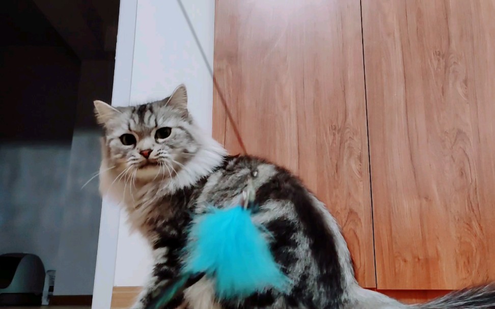 【返祖美短】新玩具到啦!