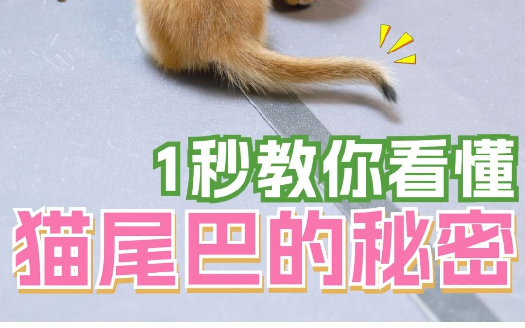 一招教你看懂猫咪的意思哔哩哔哩bilibili